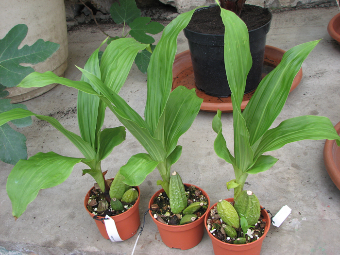 Lycaste Fire Bird.jpg