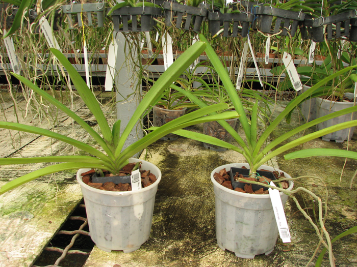 Rhynchostylis retusa spot.jpg