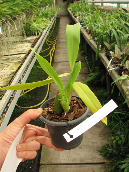 Oncidium Namboh Waltz 'Boso Sweet'.jpg