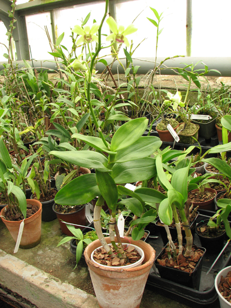 Dendrobium Burana Jade.jpg