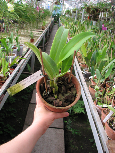 Cattleya warneri amesiana 'Mem Roberto Kautsky' x SELF.jpg