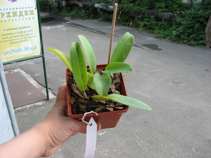 Cattleya warneri coerulescens 'RK' XXX x SELF.jpg