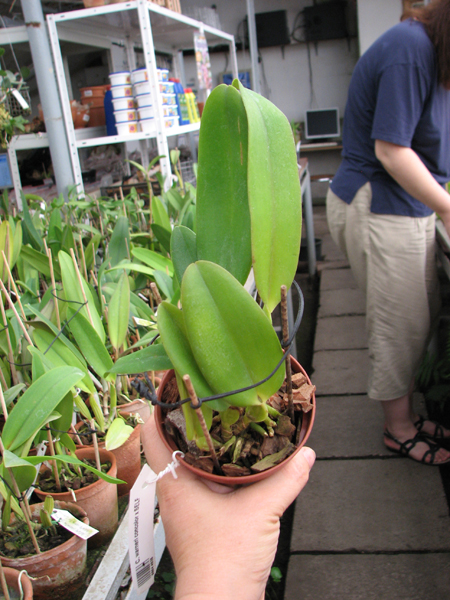 Cattleya warneri concolor x SELF.jpg