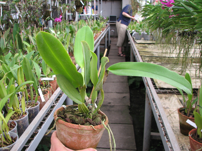 Cattleya warneri suavissima 'Ricardo Bells' x Cattleya warneri alba 'Perim'.jpg