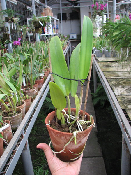Cattleya warneri concolor 'HI' x Cattleya warneri venosa suave.jpg