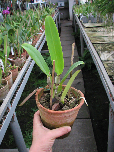 Cattleya warneri suavissima 'Ricardo Bells' x SELF.jpg