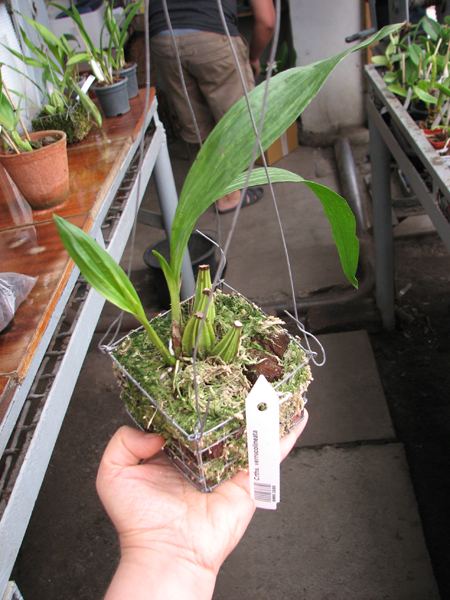 Coryanthes verrucolineata.jpg