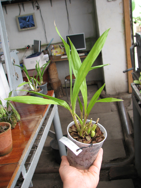 Coryanthes alborosea alba.jpg