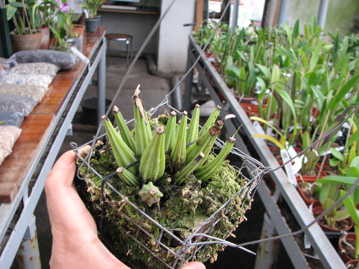 Coryanthes alborosea.jpg