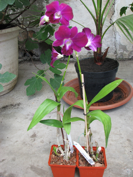 Dendrobium Red Bull.jpg