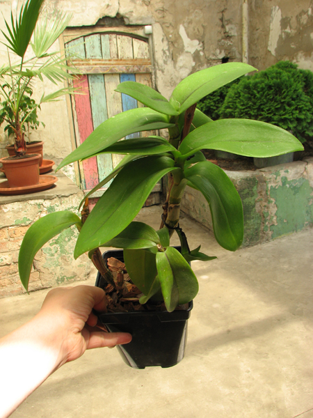 Dendrobium Christmas Red.jpg
