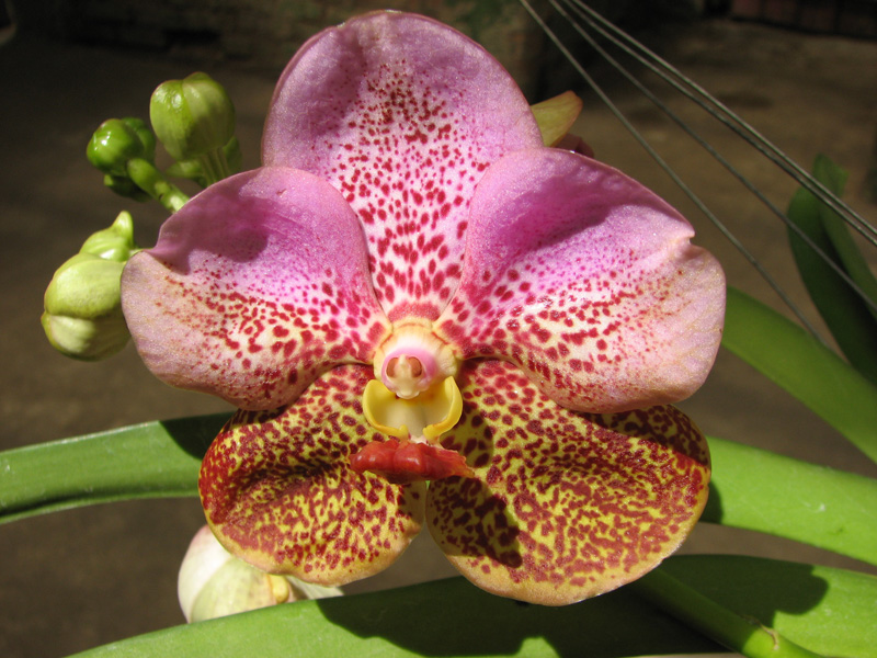 Vanda Thananprai x Ascocenda Fuchs Sunset - Dr Anek.jpg
