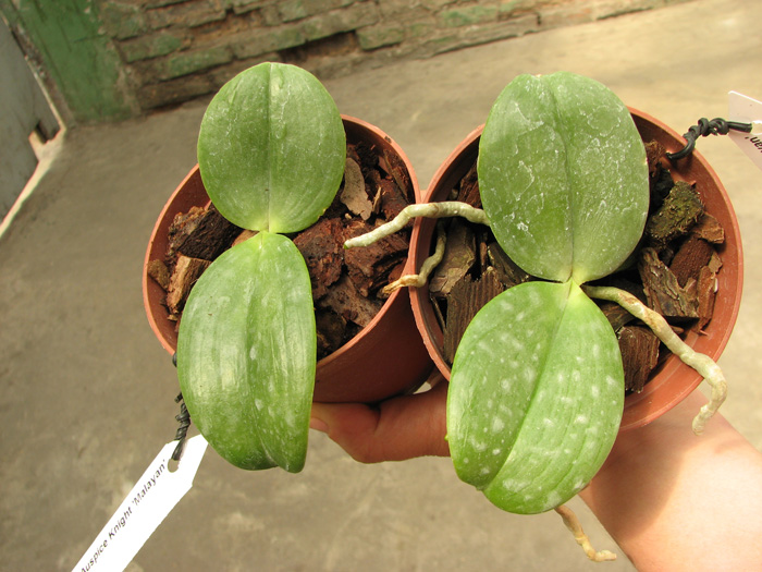 Phalaenopsis Auspice Knight 'Malayan'.jpg
