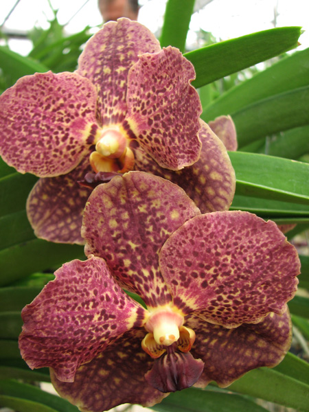 Vanda Thailand Gold x Vanda Tarab Waxy.jpg