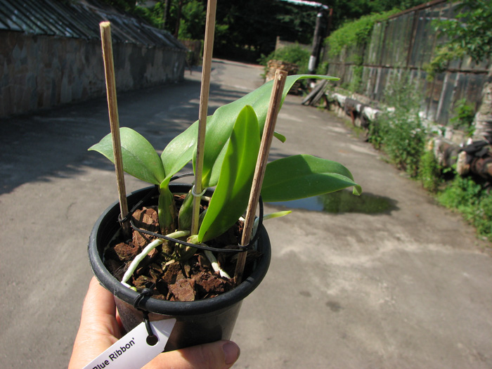 Cattleya Sea Breeze 'Blue Ribbon'.jpg