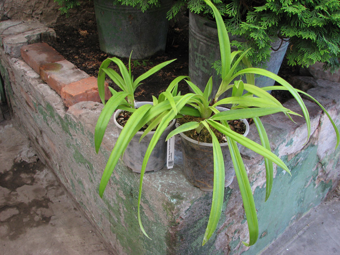 Phragmipedium Hanne Popow (besseae x schlimii).jpg