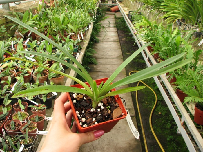 Paphiopedilum hirsutissimum.JPG