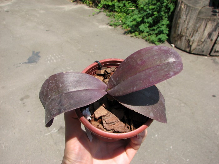 Phalaenopsis Penang x Phalaenopsis gigantea.JPG