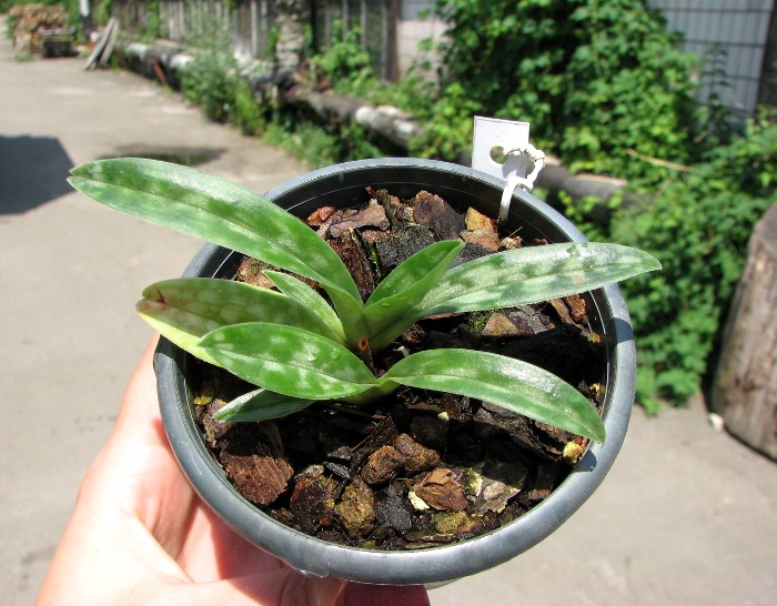 Paphiopedilum hainanense.JPG