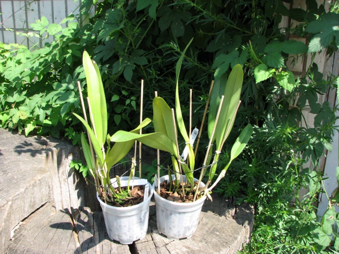 Laeliocattleya Canhamiana coerulea 'Azure Skies' (C. mossiae x L. purpurata).JPG