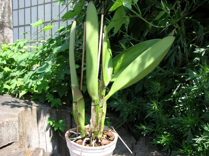 Cattleya warscewiczii sanderiana.JPG