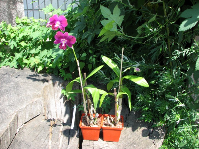 Dendrobium Red Bull.JPG