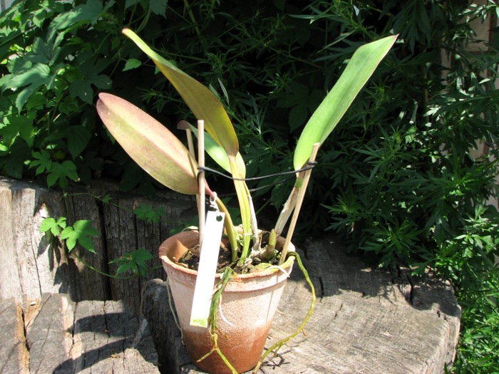 Cattleya labiata rubra 'Schuller' x Cattleya labiata rubra 'Deize'.JPG