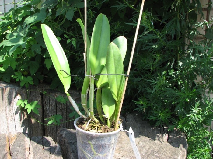 Cattleya labiata alba x Cattleya labiata roxo bispo 'Urbano'.JPG