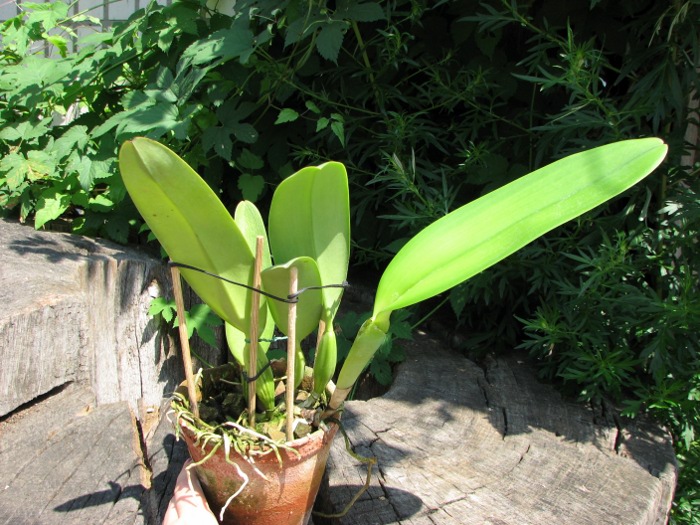 Cattleya labiata alba 'Ótima' XXX x Cattleya labiata roxo bispo 'Urbano'.JPG
