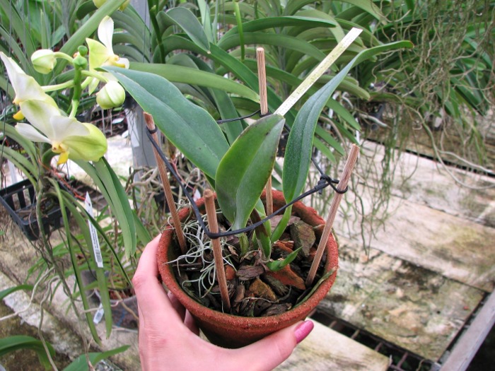 Cattleya labiata rubra-integra-orlata 'Z-41' x Cattleya labiata rubra-integra-orlata pincelada 'ZAS-1'.JPG