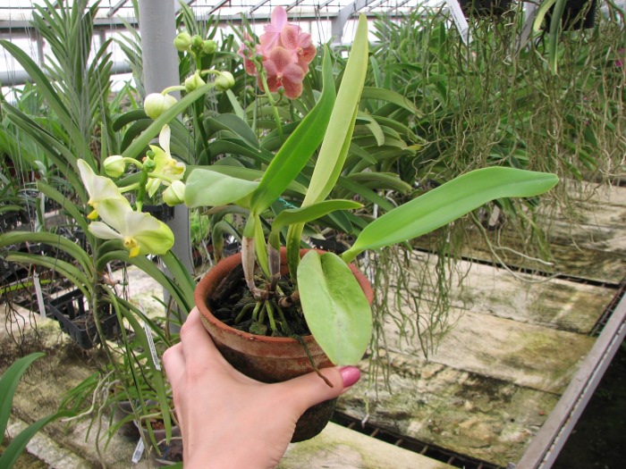 Cattleya labiata semi alba 'Garganta Escura' x Cattleya labiata semi alba sanguinea 'Paccione'.JPG