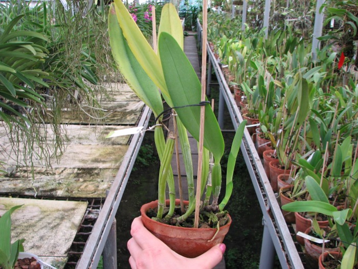 Cattleya labiata tipo 'Eduardo'.JPG