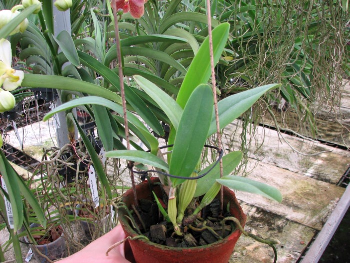 Cattleya labiata amesiana concolor 'Serra Negra' x Cattleya labiata amoena 'Preciosa' (Z-8).JPG