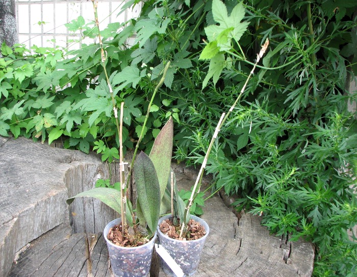Psychopsis Kalihii 'Big'.JPG