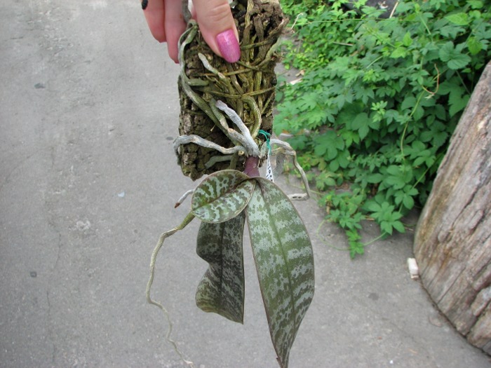 Phalaenopsis schilleriana.JPG