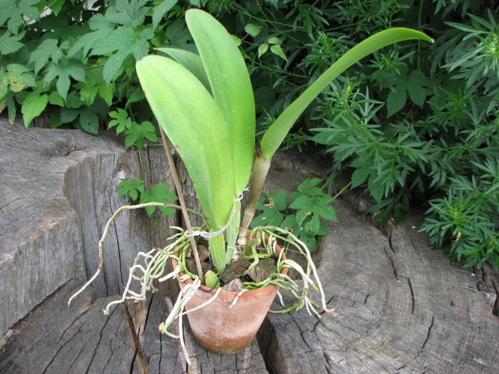 Potinara Hsinying Pink Doll 'Hsinying' (Brassocattleya Little Marmaid x Potinara Li Jiuan Dancer).JPG