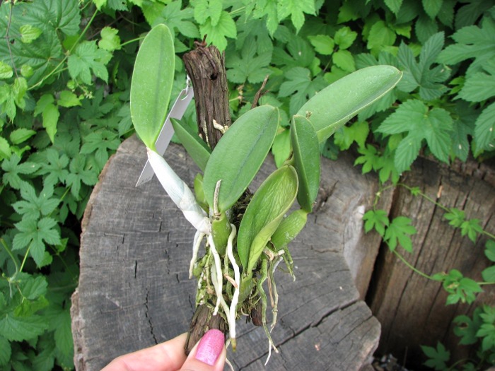 Laelia sincorana XXXX x Laelia sincorana coerulea.JPG