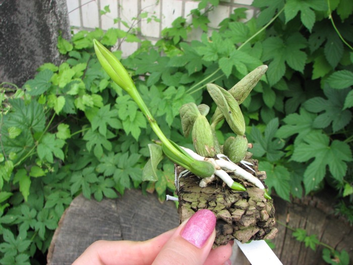 Laelia sincorana XXXX x Laelia sincorana coerulea.JPG