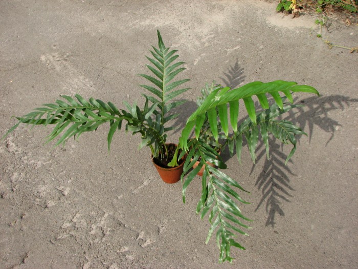 Aglaomorpha sp..JPG