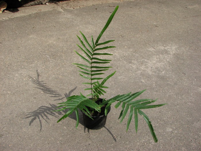 Pteris vittata.JPG