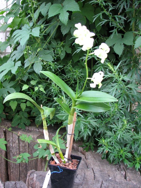 Dendrobium Liberty White.JPG
