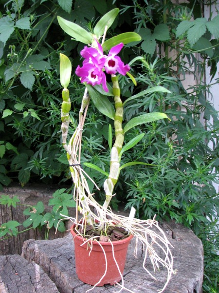 Dendrobium Red Emperor 'Prince'.JPG