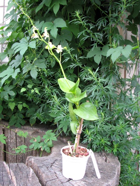 Dendrobium Burana Jade.JPG