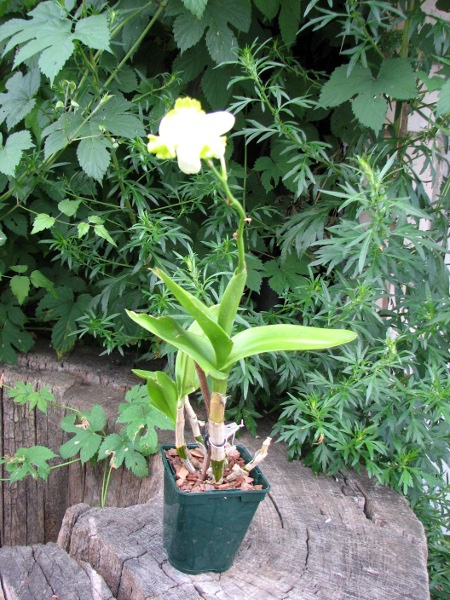 Dendrobium Kultana Fancy.JPG
