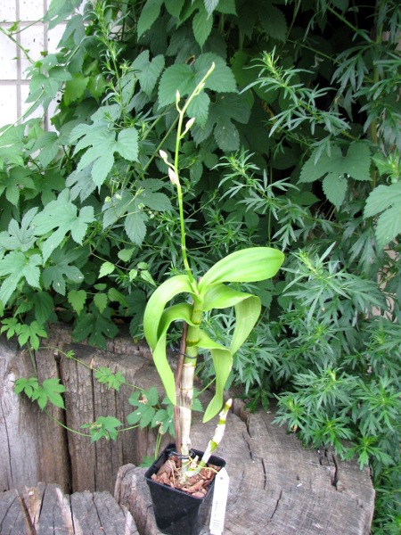 Dendrobium Shisuka.JPG