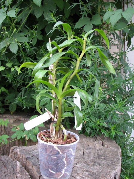 Dendrobium Dawn Marie.JPG