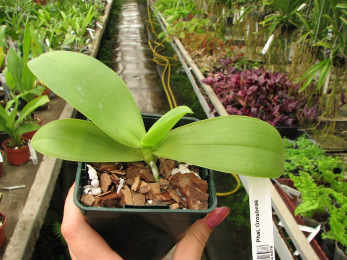 Phalaenopsis Grosbeak.JPG