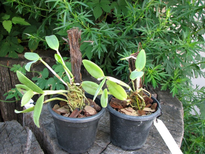 Cattleya loddigesii alba 'Rina Graciano Brizola' x Cattleya loddigesii alba 'HI'.JPG