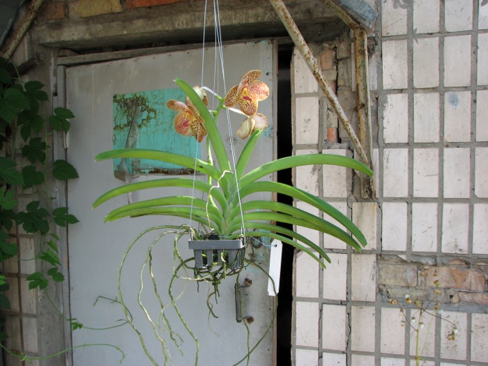 Vanda Sumon Spot x Vanda Chaya Orange.JPG