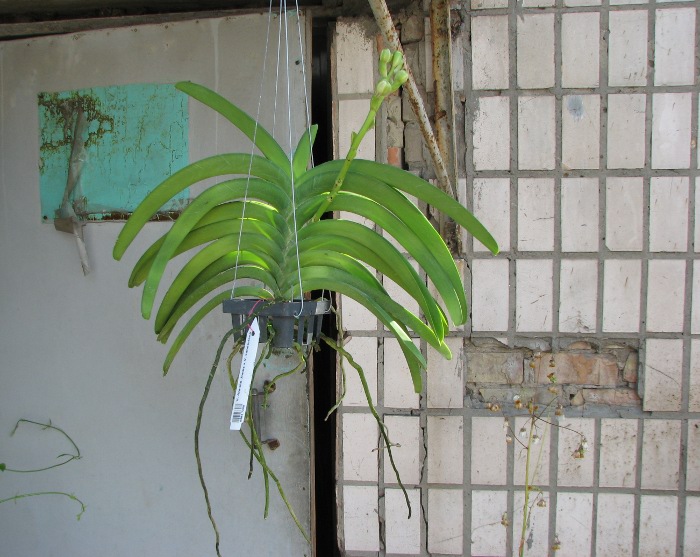 Vanda Annete Jones x Vanda sanderiana.JPG